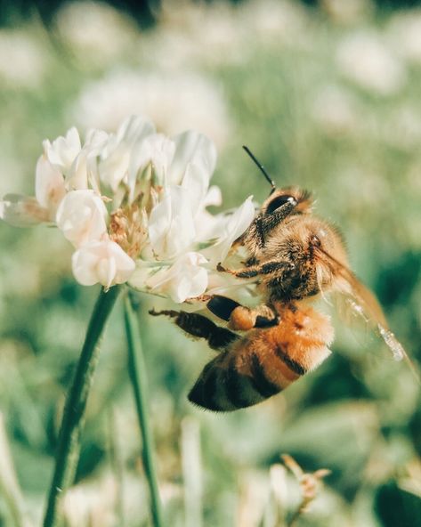 The Grass, A Flower, Bee, Van, Flowers, Green, White