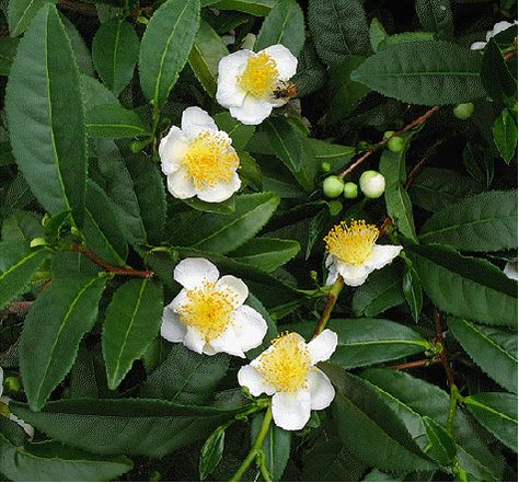 tea plant | ... tea plant to 5 feet tall grow your own tea at home this is the plant Tea Live, Lipton Tea, Tea Plant, Camellia Sinensis, Starter Plants, Tea Garden, Oolong Tea, Small Leaf, How To Make Tea