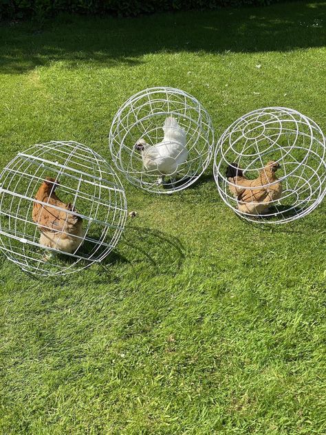 Zen Garden Retreat: Beautiful Ideas for Serene Home Garden Spaces Chicken Hamster Ball, Chicken Ball Cage, Chicken Coop Toys Ideas Diy, Chicken Orbs, Round Chicken Coop, Chunnel Chicken Tunnel, Chicken Cage Ideas, Chicken Enclosure Ideas, Chicken Protection