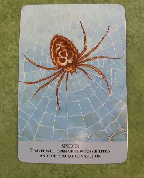 Spider Spirit Animal | Pin it Like Image Spirit Animal Spider, Spider Medicine, Totem Animals, Totem Animal, Animal Spirit Guides, Dance Dreams, Animal Spirit, Spirit Guide, Like Image