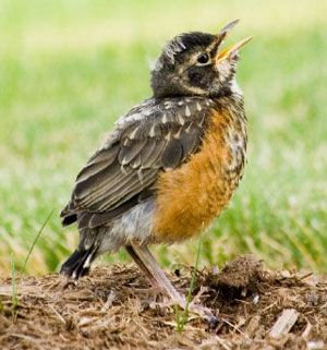 Baby Robin, American Robin, Robin Bird, Kinds Of Birds, Baby Bird, Backyard Birds, Pretty Birds, Bird Photo, Colorful Birds