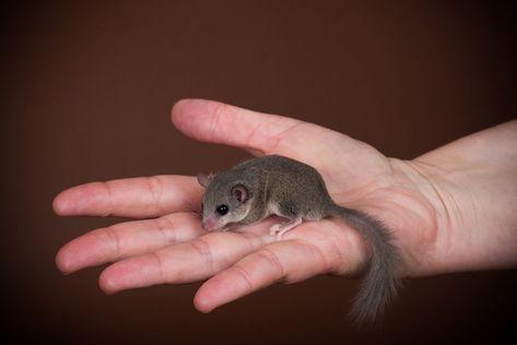 Flying Squirrel Pet, Pet Rodents, Pocket Pet, Flying Squirrel, Pet Mice, Roleplay Characters, Incredible Creatures, Rodents, Unique Animals