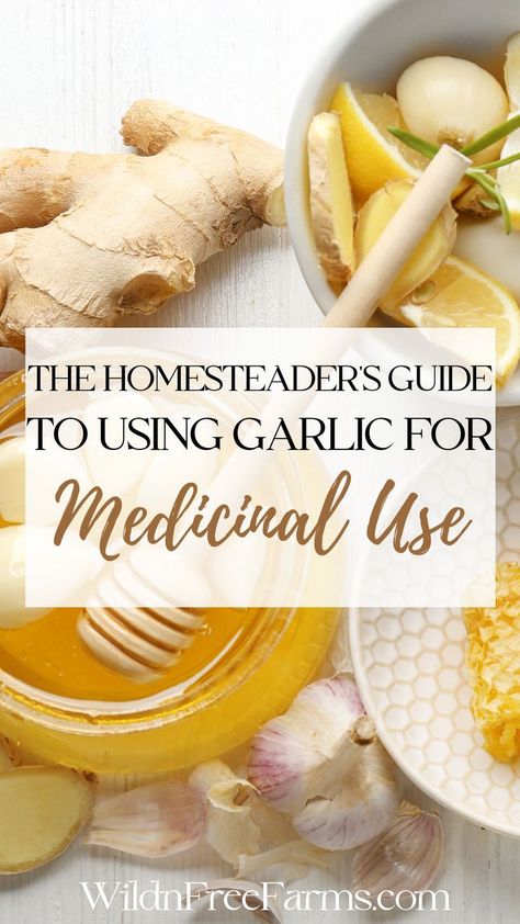 garlic for medicinal use Herbal Tinctures Recipes, Medicinal Tea Recipes, Garlic Remedies, Garlic Tea, Onion Benefits Health, Herbs For Chickens, Learning Herbs, Tinctures Recipes, Herbs List