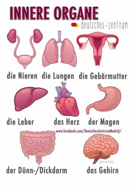 German vocabulary - Die Innere Organe / Internal organs #vocabulary #vocabulary #study German Phrases Learning, German Vocabulary, Deutsch Language, German Resources, Study German, German Study, German Phrases, Germany Language, Learning German