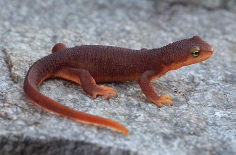 Taricha granulosa - Rough-skinned Newt — Sighted: UC Berkeley Botanic Garden, 5/9/2019 Rough Skinned Newt, Newt Animal, Newt Salamander, Frog Eggs, North American Animals, Garter Snake, Animal Reference, Kingdom Animalia, Animal Crochet