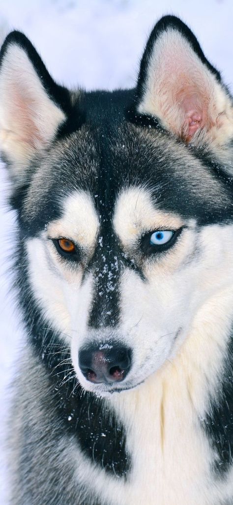 Husky, Blue