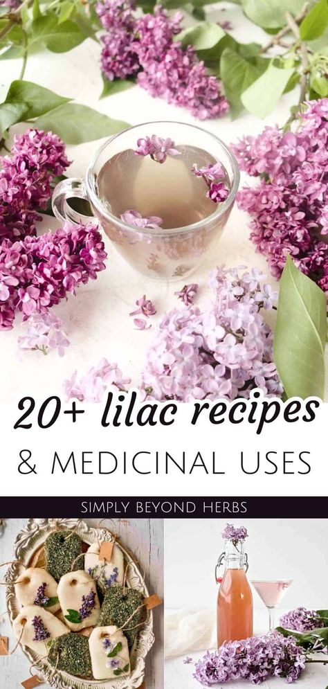 Unleash the culinary potential of lilacs with our collection of 20+ Lilac Recipes, showcasing Lilac Recipes & Lilac Medicinal Uses. From aromatic lilac syrup to delicate jellies, and infused baked goods, these recipes highlight the edible and aromatic wonders of lilac blossoms. Perfect for springtime cooking and experimenting with healing flowers. Dive deeper into herb recipes and spring meals at simplybeyondherbs.com Lilac Recipes, Homegrown Recipes, Allotment Recipes, Rose Oil For Skin, Lilac Syrup, Plant Remedies, Floral Recipes, Medicinal Herbs Remedies, Tinctures Recipes