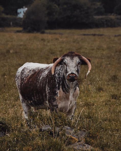 English Longhorn Cow, Therian Types, Western Wallpaper, Forest Life, Longhorn Cow, Long Horn, Barn Animals, Felting Ideas, Animal Planet