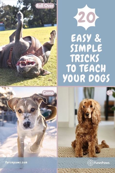 20 easy and simple tricks to teach your dogs Tricks To Teach Dogs, Tricks To Teach Your Dog, Dog Tricks Easy, Dog Commands Training, Puppy Training Guide, White Fluffy Dog, Easy Potty Training, Diy Dog Kennel, Dog Commands