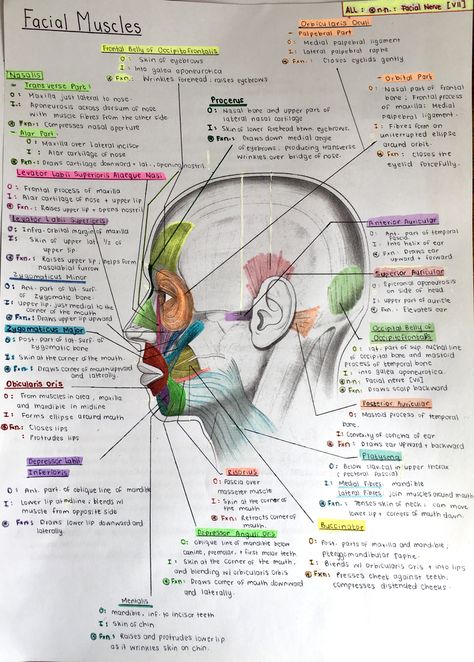 Dental Assistant Study Notes, Dental Assistant Study, Dental Hygiene Student, Kesehatan Gigi, Dental Hygiene School, Medical School Life, Dentistry Student, Nursing School Motivation, Dental Anatomy