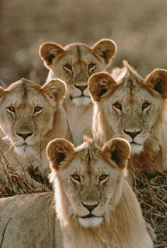 Gato Grande, Serengeti National Park, African Lion, Cheetahs, Animal Planet, Exotic Pets, Nature Animals, Beautiful Cats, 귀여운 동물