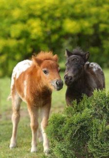 gumtree Mini Pony, Shetland Pony, Pony Horse, Mini Horse, Miniature Horse, All The Pretty Horses, Horse Crazy, Miniature Animals, Cute Horses