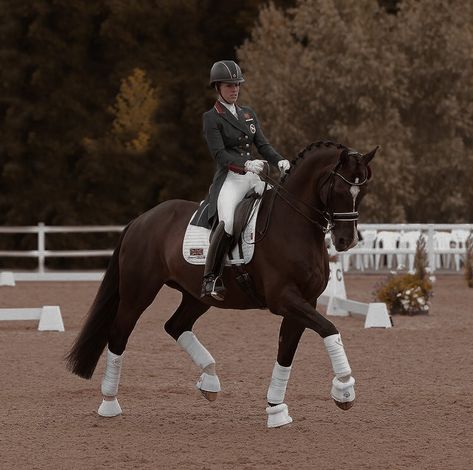 Eventing Aesthetic, Dressage Horses Photography, Dressage Photography, Horse Dancing, Charlotte Dujardin, Horse Dance, Equestrian Outfit, Equestrian Dressage, Dressage Saddle Pad