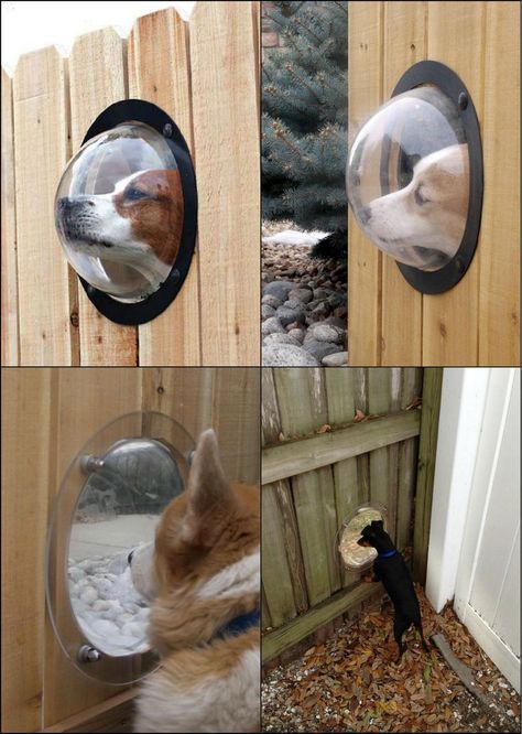 Every dog should have a point of view!  http://theownerbuildernetwork.co/uzaj  Dogs are very curious; they want to know what’s happening out there! The “Pet Peek” window can easily make it possible. Dog Window In Fence, Katt Diy, Kat Diy, Dog Peeking, Dog Yard, Dog House Diy, Dog Rooms, Dog Fence, Airedale Terrier