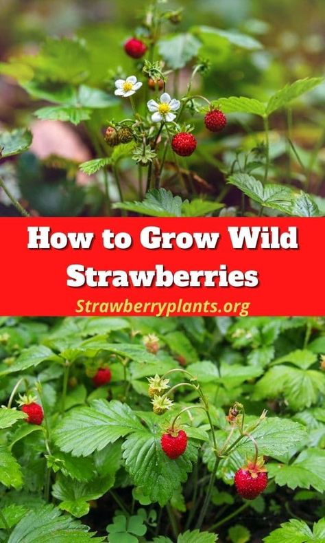 Types Of Strawberries, Strawberry Varieties, Strawberry Beds, Strawberry Leaves, Strawberry Planters, Strawberry Seed, Strawberry Garden, Wild Strawberry, Growing Strawberries