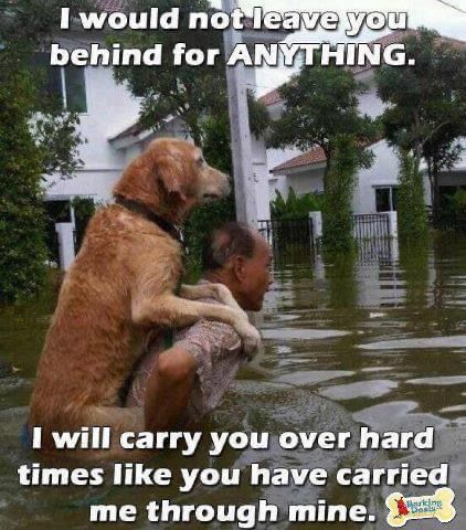 Lode A Dio, Dog Quotes Love, Humanity Restored, Faith In Humanity, Animal Quotes, Dog Quotes, Friends Funny, Cute Funny Animals, Animals Friends