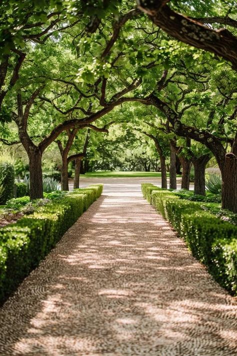 Tree Lined Driveway Ideas to Elevate Your Home Crape Myrtle Driveway, Long Driveway Ideas Country Roads, Oak Tree Lined Driveway, Southern Driveway Entrance, Hedge Lined Driveway, Tree Lined Road, Hidden Driveway Ideas, Tree Covered Driveway, Long Driveway Entrance Ideas