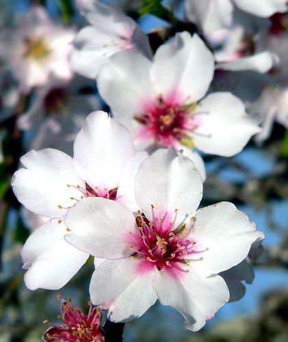 Almond blossoms Flower Studies, Almond Flower, Almond Blossoms, Blossom Tattoo, Almond Blossom, Moon Garden, Sakura Cherry Blossom, Green City, Language Of Flowers