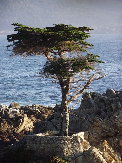 Lone Cyprus Tree @ 17 Mile Dr. Cyprus Tree, Cyprus Trees, Visual Metaphor, Lone Tree, Plant Tree, Cypress Trees, Perfect Love, California Travel, Monterey