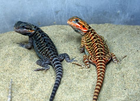 black (melanistic) translucent Italian leatherback color morph (rare) Bearded Dragon Morphs, Dragon Colors, Bearded Dragon Colors, Melanistic Animals, Bearded Dragon Enclosure, Bearded Dragon Funny, Bearded Dragon Cage, Bearded Dragon Habitat, Bearded Dragon Diet