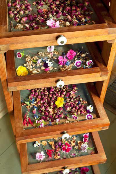 Magia Das Ervas, Herbal Apothecary, Tea Garden, Medicinal Herbs, Medicinal Plants, Drying Rack, Drying Herbs, Garden Shed, Herbal Medicine