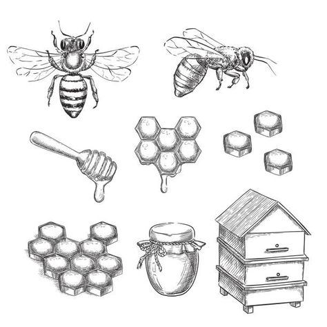 Pot Sketch, Honeycombs Drawings, Honey Bee Drawing, Honey Ideas, Honey And Bee, Bee Sketch, Honey Bee Tattoo, Bee Drawing, Bee Illustration