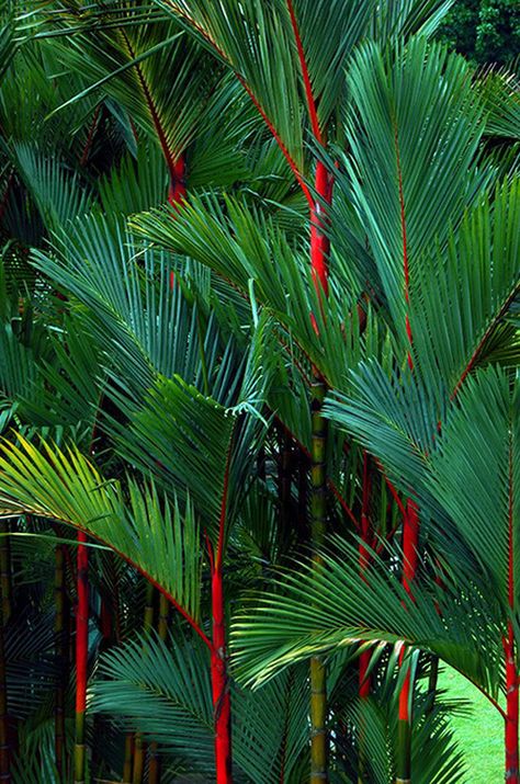 Palm Trees Garden, Tropical Garden Design, Tropical Gardens, Foto Tips, Florida House, Print Inspiration, Tropical Landscaping, Garden Trees, Exotic Plants