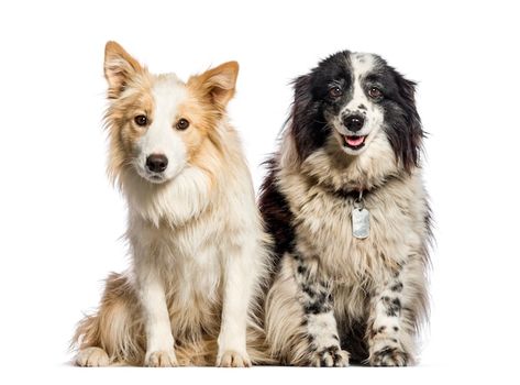 Border collie, 1 year old and 11 years o... | Premium Photo #Freepik #photo #border-collie #black-dog #dog-isolated #white-dog Photo Border, White Dog, Dog Dog, Black Dog, Border Collie, Premium Photo, 1 Year, Year Old, Stock Photos