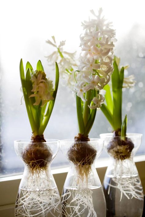 How to Force Bulbs - Guide to Forcing Bulbs Indoors | Apartment Therapy Flower Bulbs Indoors, Acacia Baileyana, Forcing Bulbs, Dirt Girl, Lifestyle Upgrade, White Hyacinth, Growing Bulbs, Garden Nook, Planting Tips