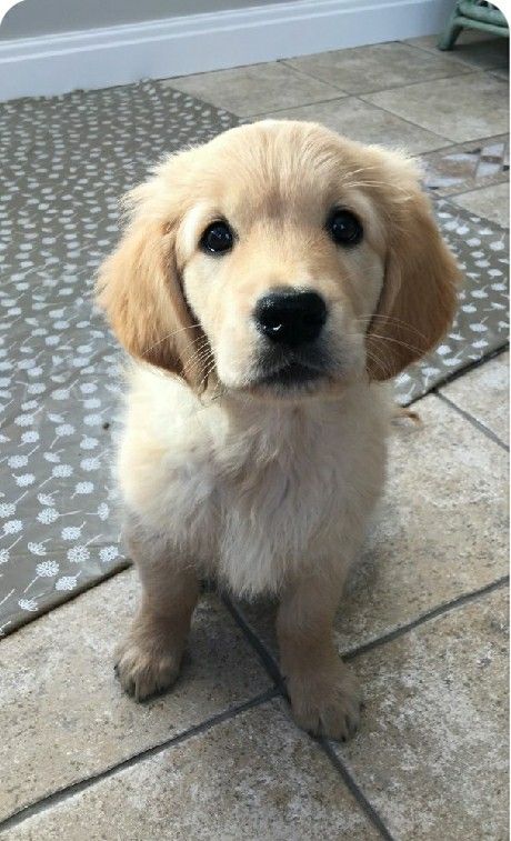 Female Golden Retriever Puppy, Female Golden Retriever, Golden Retriever Baby, Old Golden Retriever, Floppy Ears, Future Family, Golden Retriever Puppy, Retriever Puppy, Art Photos