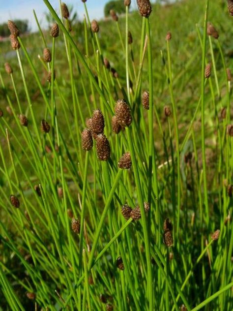 Common spikerush is known to grow as tall as four feet. Greenhouse Base, Nursery Tree, Backyard Pond, Moon Nursery, Plant Tray, Greenhouse Growing, Pond Plants, Tree Nursery, Ground Cover Plants