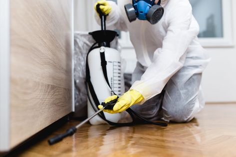 7 Things Your Cockroach Exterminator Wants You To Know Cockroach Control, Deep Cleaning Services, Best Pest Control, Termite Control, Office Cleaning, Pest Control Services, House Office, Clean Office, Cleaning Service