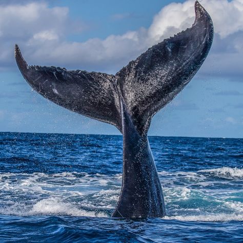 Paul Nicklen on Instagram: “When humpback whales smash their tails aggressively on the surface of the ocean in a sideways motion, that is called a tail breach and it…” Whale Photos, Valentines Bricolage, Largest Whale, Tattoo Nature, Sea Shepherd, Beach Love, Whale Art, Beautiful Sea Creatures, Underwater Life