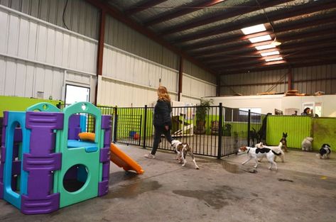 20 Things Dog Day Care Employees Won't Tell You Indoor Dog Park, Dog Boarding Kennels, Different Types Of Dogs, Dog Hotel, Cesar Millan, Pet Boarding, Havanese Dogs, Dog Tips, Indoor Dog