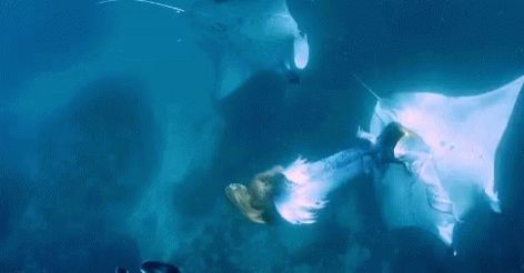 Mermaid GIF - Mermaid GIFs Mermaid Aesthetic Gif, Mermaid Gif, Mermaid Gifs, Mermaid Anime, Happy Valentines Day Pictures, Realistic Mermaid, Mermaid Stories, Haunting Beauty, Mermaid Barbie