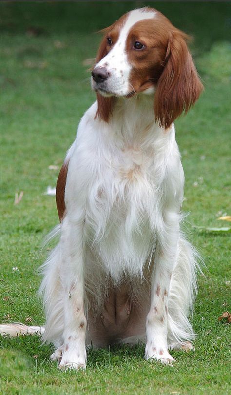 Red And White Irish Setter, Irish Red And White Setter, English Setter Puppies, English Horses, Irish Setter Puppy, Irish Red Setter, Red And White Setter, English Setters, Giant Dog Breeds