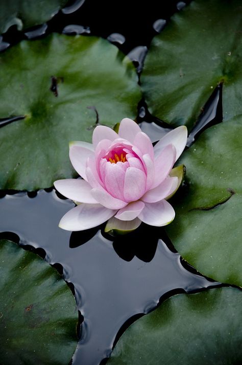 Water Lily | Is this a water lily or lotus flower? I've been… | Flickr Lotus Wallpaper, Water Lilies Painting, Lotus Flower Pictures, Lotus Flower Art, Lily Lotus, Carpe Koi, Water Lilly, Lily Pond, 수채화 그림