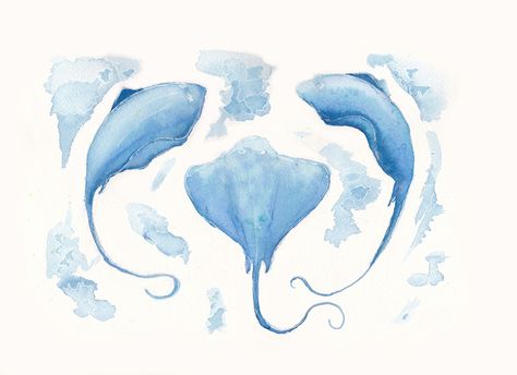 Watercolour Manta Rays. Manta Rays, Manta Ray, Water Colors, Blue Ray, Coral Reef, A Pillow, Watercolor Print, Pillow Sale, Rooster