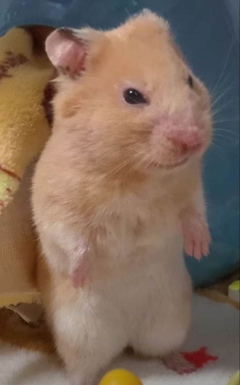 Human Character Design, Hamster Pics, Human Character, Baby Hamster, Funny Rats, Funny Hamsters, A Hamster, Cute Small Animals, Cute Rats