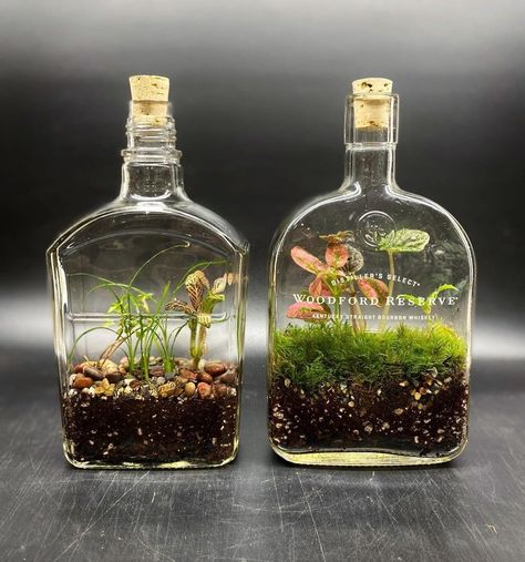 Bottle Plants Ideas, Self Sustaining Terrarium, Growing Food Indoors, Bottle Terrarium, Plant In Glass, Whisky Shop, Sweet Woodruff, Plants In Bottles, Plants Uk