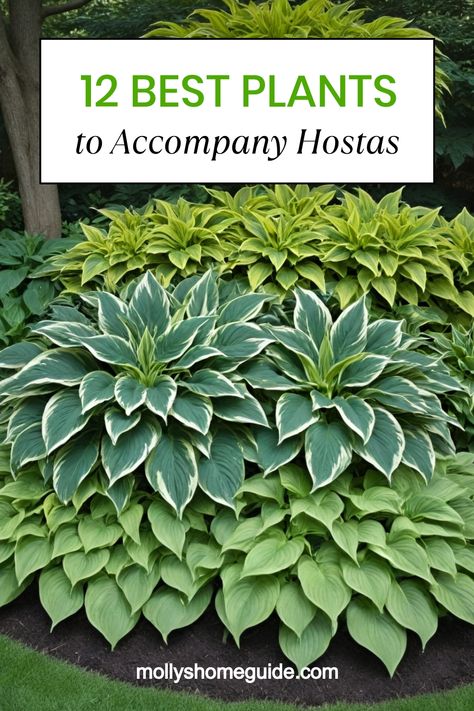 Enhance the beauty of your hostas with the best companion plants to create a stunning garden oasis. Discover a variety of options to plant alongside your hostas, from lush ferns to vibrant astilbes. Explore shade garden design ideas that incorporate beautiful foliage contrasts and complementary textures. Whether you're looking for new landscaping inspiration or simply curious about what thrives alongside hostas, this collection of companion plants is sure to inspire your next gardening project. Plantain Lily Hosta, Fox Tail Fern Landscape, Hostas And Astilbe Landscaping, Planting Hostas Landscaping Ideas, Liriope Companion Plants, Hosts Garden Ideas, Hostas Landscaping Front Yards, Hosta Gardens Layout, Hosts Garden