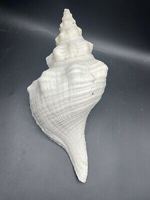 (eBay) Florida Horse Conch Shell (Pleuroploca gigantea), about 16-1/2" large seashell Bouffant Dress, The Magic Conch Shell, Magic Conch Shell, Ocean-inspired Nickel-free Shell-shaped Shell, Horse Conch Shell, Vintage Conch Shell Illustration, Shell Collection, Conch Shell, Estate Sales