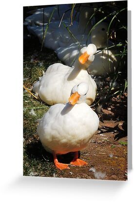 4" x 6" cards for every occasion. Digitally printed on heavyweight stock. Uncoated blank interior provides a superior writing surface. Comes with a kraft envelope. Additional sizes are available. two white ducks tilting their heads in the same direction. Picture taken in a Somerset village, UK. Nikon D5200; lens: AF-S Nikkor 178-55mm Winner of 'Seeing Double Challenge' of the Nr.1 Favourite Group (Nikon Coolpix P510) Duck Photo, Pet Ducks, Amazing Animal Pictures, Nikon D5200, Cute Small Animals, Nikon Coolpix, Dog Images, White Ducks, Cute Birds