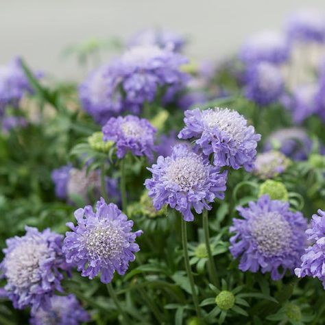 Rozanne Geranium, Pincushion Flower, Gardens Flowers, Hardy Perennials, Fragrant Flowers, Gardening Landscaping, Butterfly Garden, Lavender Flowers, Garden Stuff