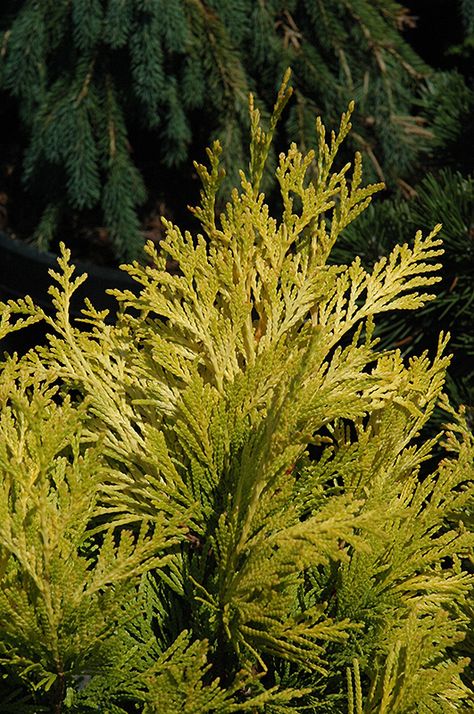 Click to view a full-size photo of Forever Goldy Arborvitae (Thuja plicata '4ever') at Weston Nurseries Forever Goldy Arborvitae, Thuja Plicata, Mountain Nursery, Conifer Trees, Full Size Photo, Evergreen Trees, Landscaping Plants, Western Red Cedar, Types Of Soil