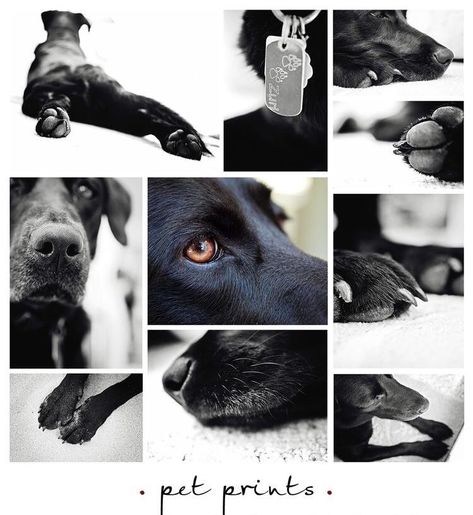 Dog Photo Collage Ideas, Pet Collage Ideas, Half Human Half Animal, Pet Photography Ideas, Animal Character Design, Pet Photography Poses, Dog Photoshoot Pet Photography, Pet Prints, Dog Portrait Photography