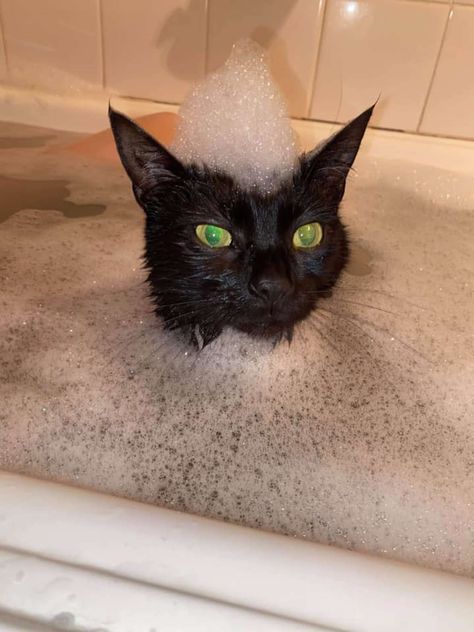 Cats After Bath, Cute Funny Cat Pics, Cat Showering, Cat Taking A Bath, Cat In Bath, Soggy Cat, Cat Washing, Cute Cat Pics, Tiktok Photos