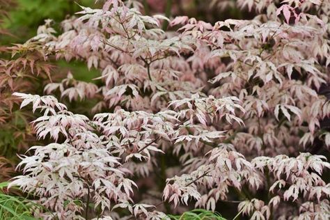 A fascinating Japanese Maple, Acer palmatum 'Ukigumo' or 'Floating Clouds' is a deciduous shrub or small tree with a most outstanding variegated foliage. Coral Bark Maple, Acer Trees, Floating Clouds, Flowering Cherry Tree, Rabbit Garden, Waterwise Garden, Japanese Maple Tree, Acer Palmatum, Pink Shades