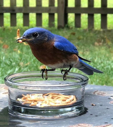 Your Guide to Feeding Mealworms to Birds Feeding Wild Birds, Feeding Mealworms, Birdseed Ornaments, Backyard Birds Feeders, Wild Birds Unlimited, Oriole Bird, Bird Brain, What Is A Bird, Bird Feeding