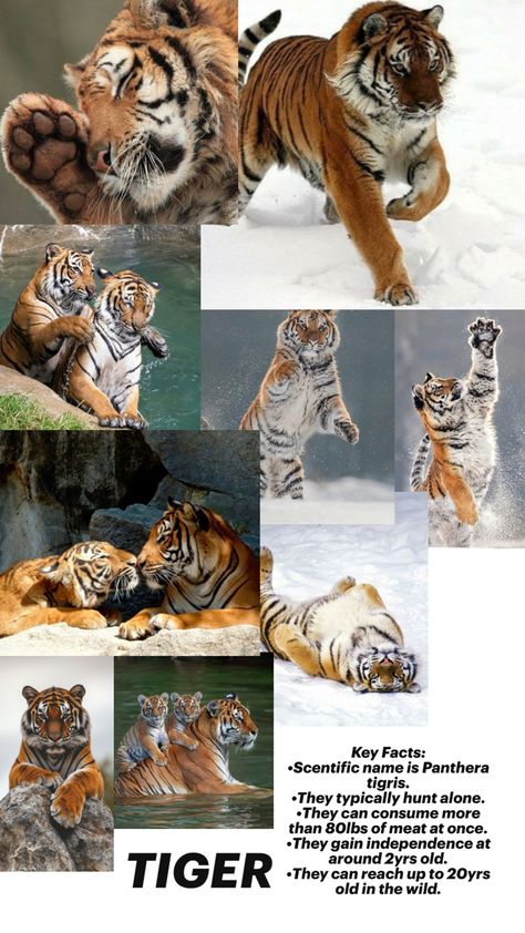 This is a hw. Tiger Facts, Sabertooth Tiger, Tiger Tails, Tiger Tail, Pretty Animals, College Life, Big Cats, Art School, Wild Cats